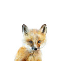 Little Fox by Amy Hamilton