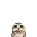 Little Owl by Amy Hamilton