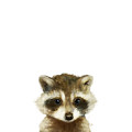 Little Raccoon by Amy Hamilton