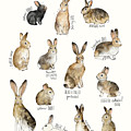Rabbits and Hares by Amy Hamilton