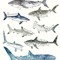 Sharks by Amy Hamilton