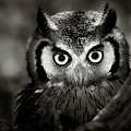Whitefaced Owl by Johan Swanepoel
