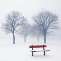Winter trees and bench in fog by Elena Elisseeva