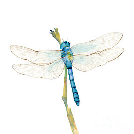 Blue Dragonfly by Amy Kirkpatrick