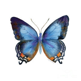 80 Imperial Blue Butterfly by Amy Kirkpatrick