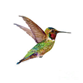 Anna Hummingbird by Amy Kirkpatrick
