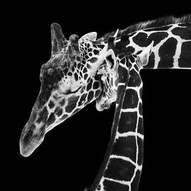 Mother and Baby Giraffe by Adam Romanowicz
