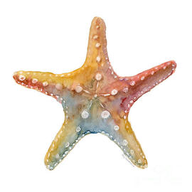 Starfish by Amy Kirkpatrick