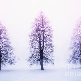 Winter trees in fog at sunrise by Elena Elisseeva