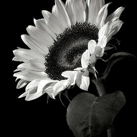 Sunflower in Black and White by Endre Balogh
