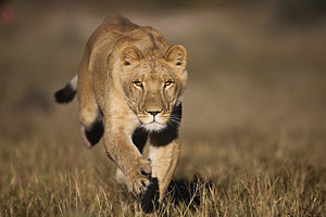 Wall Art - Photograph - African Lioness Sirga Running Kalahari by Theo Allofs
