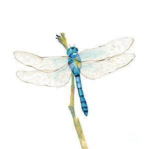 Wall Art - Painting - Blue Dragonfly by Amy Kirkpatrick