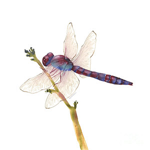 Wall Art - Painting - Burgundy Dragonfly  by Amy Kirkpatrick