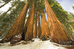 Wall Art - Photograph - Giant Sequoias Sequoia N P by Yva Momatiuk John Eastcott
