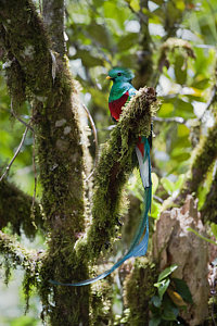 Wall Art - Photograph - Resplendent Quetzal Male Costa Rica by Konrad Wothe