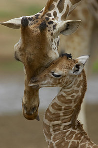Wall Art - Photograph - Rothschild Giraffe And Calf by San Diego Zoo