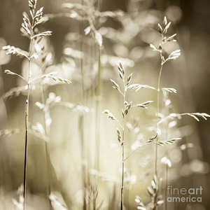 Wall Art - Photograph - June Grass Flowering by Elena Elisseeva