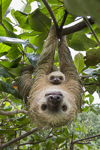 Wall Art - Photograph - Hoffmanns Two-toed Sloth And Old Baby by Suzi Eszterhas