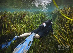 Wall Art - Photograph - A Scuba Diver Swims Through An by Michael Wood
