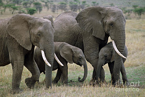 Wall Art - Photograph - African Elephant Females And Calves by Yva Momatiuk and John Eastcott