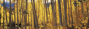Wall Art - Photograph - Aspen Trees In Autumn, Colorado, Usa by Panoramic Images