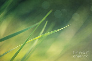 Wall Art - Photograph - Blades Of Grass Bathing In The Sun by Priska Wettstein