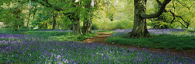 Wall Art - Photograph - Bluebells In A Forest, Thorp Perrow by Panoramic Images