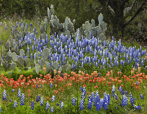 Wall Art - Photograph - Bluebonnets Paintbrush And Prickly Pear by Tim Fitzharris