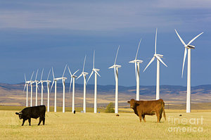 Wall Art - Photograph - Cattle And Windmills In Alberta Canada by Yva Momatiuk and John Eastcott