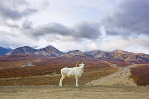 Wall Art - Photograph - Dalls Sheep Ram Denali National Park by Yva Momatiuk John Eastcott