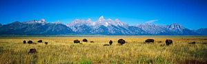 Wall Art - Photograph - Field Of Bison With Mountains by Panoramic Images