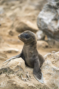 Wall Art - Photograph - Galapagos Sea Lion Pup Champion Islet by Tui De Roy