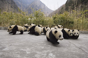 Wall Art - Photograph - Giant Panda Cubs Wolong China by Katherine Feng