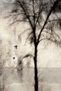 Wall Art - Photograph - Glimpse Of A Coastal Pine by Carol Leigh