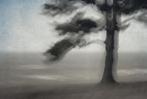 Wall Art - Photograph - Glimpse Of Coastal Pine by Carol Leigh