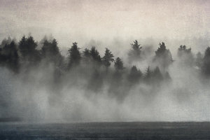 Wall Art - Photograph - Glimpse Of Mist And Trees by Carol Leigh