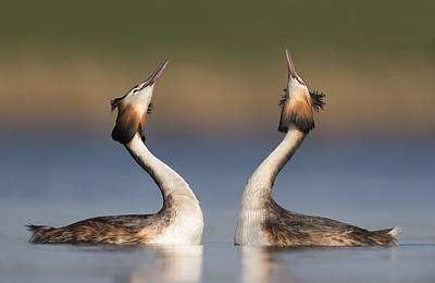 Wall Art - Photograph - Great Crested Grebes Courting by Franka Slothouber