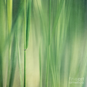 Wall Art - Photograph - Green Grass by Priska Wettstein