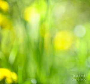 Wall Art - Photograph - Green Grass With Yellow Flowers Abstract by Elena Elisseeva