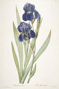 Wall Art - Painting - Iris Germanica Bearded Iris by Pierre Joseph Redoute