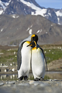 Wall Art - Photograph - King Penguins Courting St Andrews Bay by Konrad Wothe