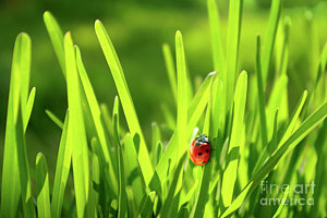 Wall Art - Photograph - Ladybug In Grass by Carlos Caetano