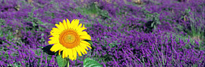 Wall Art - Photograph - Lone Sunflower In Lavender Field France by Panoramic Images