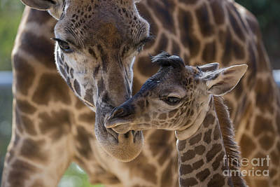 Wall Art - Photograph - Masai Giraffe And Calf by San Diego Zoo