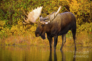Wall Art - Photograph - Moose In Glacial Kettle Pond  by Yva Momatiuk John Eastcott