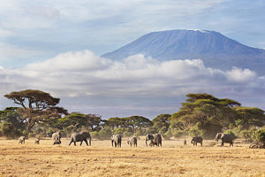 Wall Art - Photograph - Mount Kilimanjaro Amboseli  by Richard Garvey-Williams