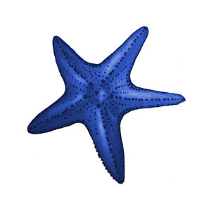 Wall Art - Digital Art - Nautical Blue Starfish by Michelle Eshleman