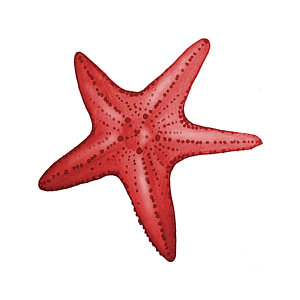 Wall Art - Digital Art - Nautical Red Starfish by Michelle Eshleman
