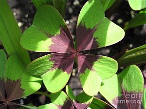Wall Art - Photograph - Oxalis Deppei Named Iron Cross by J McCombie