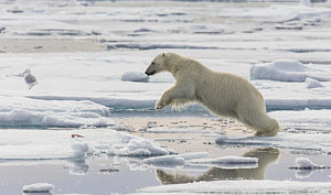 Wall Art - Photograph - Polar Bear Jumping  by Peer von Wahl